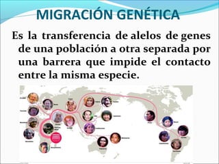 MIGRACIÓN GENÉTICA
Es la transferencia de alelos de genes
de una población a otra separada por
una barrera que impide el contacto
entre la misma especie.
 
