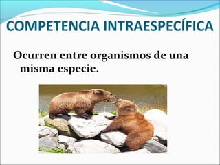 COMPETENCIA INTRAESPECÍFICA
Ocurren entre organismos de una
misma especie.
 