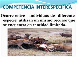 COMPETENCIA INTERESPECÍFICA
Ocurre entre individuos de diferente
especie, utilizan un mismo recurso que
se encuentra en cantidad limitada.
 