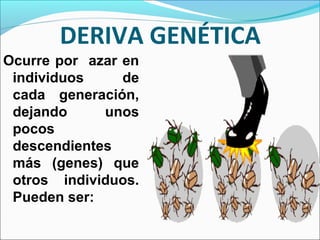 DERIVA GENÉTICA
Ocurre por azar en
individuos de
cada generación,
dejando unos
pocos
descendientes
más (genes) que
otros individuos.
Pueden ser:
 