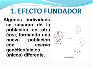 1. EFECTO FUNDADOR
Algunos individuos
se separan de la
población en otra
área, formando una
nueva población
con acervo
genético(alelos
únicos) diferente.
 