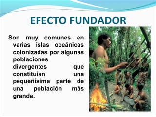 EFECTO FUNDADOR
Son muy comunes en
varias islas oceánicas
colonizadas por algunas
poblaciones
divergentes que
constituían una
pequeñísima parte de
una población más
grande.
 