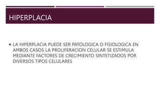 HIPERPLACIA
 LA HIPERPLACIA PUEDE SER PATOLOGICA O FISIOLOGICA EN
AMBOS CASOS LA PROLIFERACION CELULAR SE ESTIMULA
MEDIANTE FACTORES DE CRECIMIENTO SINTETIZADOS POR
DIVERSOS TIPOS CELULARES
 