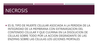 NECROSIS
 ES EL TIPO DE MUERTE CELULAR ASOCIADA A LA PERDIDA DE LA
INTEGRIDAD DE LA MEMBRANA CON EXTRAVASACION DEL
CONTENIDO CELULAR Y QUE CULMINA EN LA DISOLUCION DE
CELULAS SOBRE TODO POR LA ACCION DEGRADANTE DE LAS
ENZIMAS SOBRE LAS CELULAS LOS LECIONES MORTALES
 