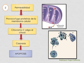 2           Permeabilidad




    Provoca fuga proteínas de la
         membrana celular



        Citocromo C salga al
               citosol




             Caspasas



            APOPTOSIS

                                   Bojórquez Vega California
 