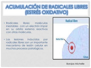 ACUMULACIÓN DE RADICALES LIBRES
       (ESTRÉS OXIDATIVO)

• Radicales    libres:  moléculas
  inestables con un electrón impar
  en su orbita externa reactivos
  con otras moléculas.

• Las   lesiones     inducidas   por
  radicales libres son un importante
  mecanismo de lesión celular en
  muchos procesos patológicos.




                                       Barajas Michelle
 