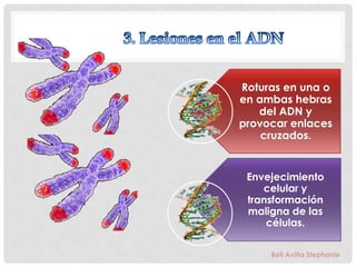 Roturas en una o
en ambas hebras
   del ADN y
provocar enlaces
    cruzados.


 Envejecimiento
    celular y
 transformación
 maligna de las
     células.

     Bell Aviña Stephanie
 
