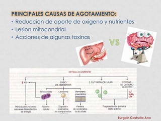 PRINCIPALES CAUSAS DE AGOTAMIENTO:
• Reduccion de aporte de oxigeno y nutrientes
• Lesion mitocondrial
• Acciones de algunas toxinas




                                       Burgoin Castruita Ana
 