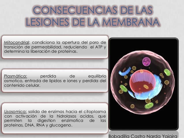 Mecanismos de lesion celular