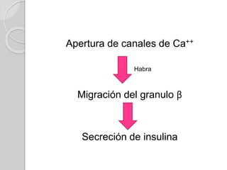 Apertura de canales de Ca++
Habra
Migración del granulo β
Secreción de insulina
 