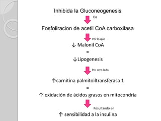 Inhibida la Gluconeogenesis
Da
Fosfoliracion de acetil CoA carboxilasa
Por lo que
↓ Malonil CoA
=
↓Lipogenesis
Por otro lado
↑carnitina palmitoiltransferasa 1
=
↑ oxidación de ácidos grasos en mitocondria
Resultando en
↑ sensibilidad a la insulina
 