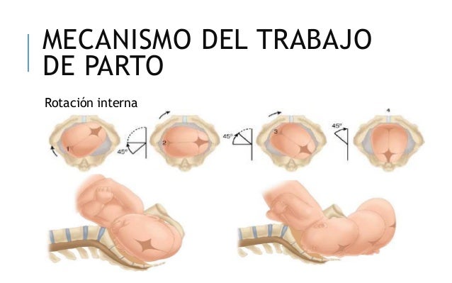 Mecanismos del trabajo de parto