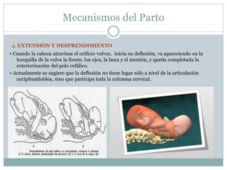 Mecanismos del Parto
4. EXTENSIÓN Y DESPRENDIMIENTO
• Cuando la cabeza atraviesa el orificio vulvar, inicia su deflexión, va apareciendo en la
horquilla de la vulva la frente, los ojos, la boca y el mentón, y queda completada la
exteriorización del polo cefálico.
• Actualmente se sugiere que la deflexión no tiene lugar sólo a nivel de la articulación
occipitoatloidea, sino que participa toda la columna cervical.
 