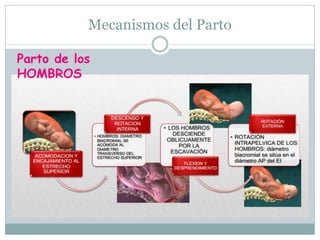 Mecanismos del Parto
Parto de los
HOMBROS
 