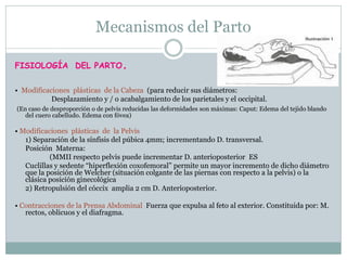 Mecanismos del Parto
FISIOLOGÍA DEL PARTO.
• Modificaciones plásticas de la Cabeza (para reducir sus diámetros:
Desplazamiento y / o acabalgamiento de los parietales y el occipital.
(En caso de desproporción o de pelvis reducidas las deformidades son máximas: Caput: Edema del tejido blando
del cuero cabelludo. Edema con fóvea)
• Modificaciones plásticas de la Pelvis
1) Separación de la sínfisis del púbica 4mm; incrementando D. transversal.
Posición Materna:
(MMII respecto pelvis puede incrementar D. anterioposterior ES
Cuclillas y sedente “hiperflexión coxofemoral” permite un mayor incremento de dicho diámetro
que la posición de Welcher (situación colgante de las piernas con respecto a la pelvis) o la
clásica posición ginecológica
2) Retropulsión del cóccix amplia 2 cm D. Anterioposterior.
• Contracciones de la Prensa Abdominal Fuerza que expulsa al feto al exterior. Constituida por: M.
rectos, oblicuos y el diafragma.
 