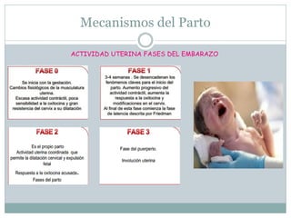 Mecanismos del Parto
ACTIVIDAD UTERINA FASES DEL EMBARAZO
 