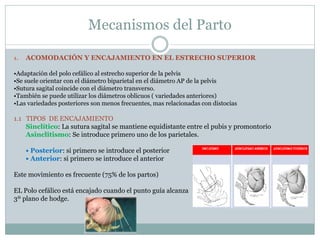 Mecanismos del Parto
1. ACOMODACIÓN Y ENCAJAMIENTO EN EL ESTRECHO SUPERIOR
•Adaptación del polo cefálico al estrecho superior de la pelvis
•Se suele orientar con el diámetro biparietal en el diámetro AP de la pelvis
•Sutura sagital coincide con el diámetro transverso.
•También se puede utilizar los diámetros oblicuos ( variedades anteriores)
•Las variedades posteriores son menos frecuentes, mas relacionadas con distocias
1.1 TIPOS DE ENCAJAMIENTO
Sinclítico: La sutura sagital se mantiene equidistante entre el pubis y promontorio
Asinclitismo: Se introduce primero uno de los parietales.
• Posterior: si primero se introduce el posterior
• Anterior: si primero se introduce el anterior
Este movimiento es frecuente (75% de los partos)
EL Polo cefálico está encajado cuando el punto guía alcanza
3º plano de hodge.
 