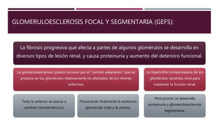 GLOMERULOESCLEROSIS FOCAL Y SEGMENTARIA (GEFS):
La fibrosis progresiva que afecta a partes de algunos glomérulos se desarrolla en
diversos tipos de lesión renal, y causa proteinuria y aumento del deterioro funcional.
La glomeruloesclerosis parece iniciarse por el “cambio adaptativo” que se
produce en los glomérulos relativamente no afectados de los riñones
enfermos.
Todo lo anterior se asocia a
cambios hemodinámicos.
Provocando finalmente la esclerosis
glomerular total y la uremia.
La hipertrofia compensadora de los
glomérulos restantes sirve para
mantener la función renal.
Pero pronto se desarrolla
proteinuria y glomeruloesclerosis
segmentaria.
 