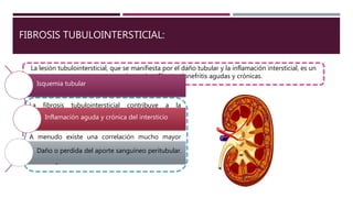 FIBROSIS TUBULOINTERSTICIAL:
La lesión tubulointersticial, que se manifiesta por el daño tubular y la inflamación intersticial, es un
componente de muchas Glomerulonefritis agudas y crónicas.
La fibrosis tubulointersticial contribuye a la
progresión de las glomerulopatías tanto
inmunitarias como no inmunitarias.
A menudo existe una correlación mucho mayor
entre la reducción de la función renal y la extensión
del daño tubulointersticial que con la intensidad de
la lesión glomerular.
Isquemia tubular
Inflamación aguda y crónica del intersticio
Daño o perdida del aporte sanguíneo peritubular.
 