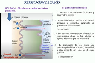 MECANISMOS DE REABSORCIÓN EN TUBULOS RENALES MIHA.pptx
