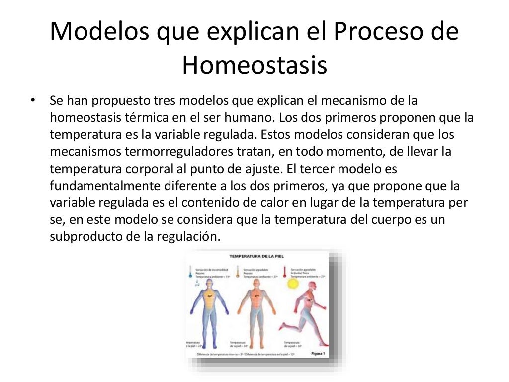 Mecanismos de regulación de la temperatura corporal Mecanismos de regulación de la temperatura corporal