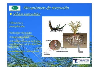 remoció
                 Mecanismos de remoción
 ►Sólidos suspendidos

 Filtración y
 precipitación

 •Reducidas velocidades
  Reducidas
 •Escasa profundidad
  Escasa
                                        Oxigeno
 •Filtración a través de las formas
  Filtración
 vegetales vivas y de los desechos
 vegetales
 •Interfase con la capa orgánica.
  Interfase             orgánica.                  Zona de reducción
                                      Zona de
                                      oxidación




             2224-       2225-
Tel.: (+506) 2224-9198 / 2225-7016       www.tebag.cr                  info@tebag.cr
 