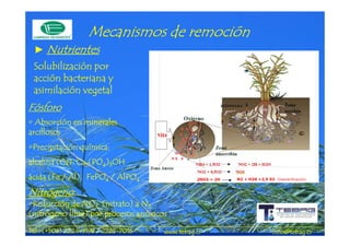 remoció
                   Mecanismos de remoción
 ► Nutrientes
 Solubilización por
 acción bacteriana y
 asimilación vegetal
Fósforo
• Absorción en minerales
arcillosos
•Precipitación química:
 Precipitación química:
alcalina (Ca): Ca5(PO4)3OH
ácida (Fe / Al): FePO4 / AlPO4                  2NO3 + 2H   N2 + H20 +2,5 02 (Desnitrificación)


Nitrógeno
•Reducción de NO3 (nitrato) a N2
 Reducción
(nitrógeno libre) por procesos anóxicos
             2224-       2225-
Tel.: (+506) 2224-9198 / 2225-7016    www.tebag.cr                           info@tebag.cr
 
