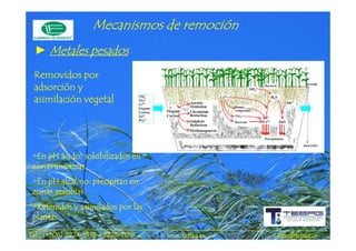 Mecanismos de remoción
                                  remoció
 ► Metales pesados

 Removidos por
 adsorción y
 asimilación vegetal




 •En pH ácido: solubilizados en
  En     ácido:
 zonas anóxicas
 •En pH alcalino: precipitan en
  En
 zonas aerobias
 •Retenidos y asimilados por las
  Retenidos
 plantas

             2224-       2225-
Tel.: (+506) 2224-9198 / 2225-7016   www.tebag.cr   info@tebag.cr
 