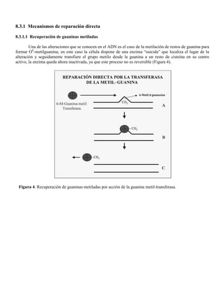 8.3.1 Mecanismos de reparación directa

8.3.1.1 Recuperación de guaninas metiladas

        Una de las alteraciones que se conocen en el ADN es el caso de la metilación de restos de guanina para
formar O6-metilguanina; en este caso la célula dispone de una enzima “suicida” que localiza el lugar de la
alteración y seguidamente transfiere el grupo metilo desde la guanina a un resto de cisteína en su centro
activo, la enzima queda ahora inactivada, ya que este proceso no es reversible (Figura 4).




 Figura 4. Recuperación de guaninas metiladas por acción de la guanina metil-transferasa.
 
