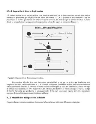 8.3.1.2 Reparación de dímeros de pirimidina

Un sistema similar actúa en procariotas y en muchos eucariotas, en él interviene una enzima que detecta
dímeros de pirimidina que se producen en restos adyacentes C-C, C-T (siendo el más frecuente T-T). En
procariotas la enzima que repara esta alteración es la fotoliasa. En primer lugar la enzima localiza el punto
donde se ubica el dímero y seguidamente se posiciona sobre él y repara la alteración (Figura 5).




 Figura 5. Reparación de dímeros de pirimidina.

        Esta enzima además tiene una interesante peculiaridad, y es que se activa por irradiación con
longitudes de onda visibles próximas al U.V. Aunque en algunos vertebrados se han detectado enzimas que
actúan de manera similar a la fotoliasa no se ha descrito todavía para el caso del ser humano, donde este tipo
de alteraciones se repara por otros mecanismos. En este caso, los dímeros de pirimidina (que se supone un tipo
de lesión frecuente que produciría el envejecimiento de la piel) se pueden reparar por otro mecanismo
(escisión de nucleótido) que se describirá más adelante.

8.3.2 Mecanismos de reparación indirecta

En general estos mecanismos actúan eliminando la base alterada utilizando diferentes estrategias:
 