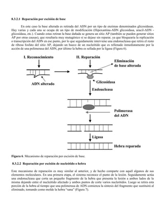 8.3.2.1 Reparación por escisión de base

        En este caso la base alterada es retirada del ADN por un tipo de enzimas denominados glicosidasas.
Hay varias y cada una se ocupa de un tipo de modificación (Hipoxantina-ADN glicosidasa, uracil-ADN -
glicosidasa, etc.). Cuando estas retiran la base dañada se genera un sitio AP (también se pueden generar sitios
AP por otras causas), que resultaría muy mutagénico si se dejase sin reparar, ya que bloquearía la replicación
o transcripción del ADN en ese punto, por lo que seguidamente interviene una endonucleasa que retira el resto
de ribosa fosfato del sitio AP, dejando un hueco de un nucleótido que es rellenado inmediatamente por la
acción de una polimerasa del ADN, por último la hebra es sellada por la ligasa (Figura 6).




Figura 6. Mecanismo de reparación por escisión de base.

8.3.2.2 Reparación por escisión de nucleótido o hebra

Este mecanismo de reparación es muy similar al anterior, y de hecho comparte con aquél algunos de sus
elementos moleculares. En una primera etapa, el sistema reconoce el punto de la lesión. Seguidamente actúa
una endonucleasa que corta un pequeño fragmento de la hebra que presenta la lesión a ambos lados de la
misma dejando entre el nucleótido afectado y ambos puntos de corte varios nucleótidos. Luego se retira esta
porción de la hebra al tiempo que una polimerasa de ADN comienza la síntesis del fragmento que sustituirá al
eliminado, tomando como molde la hebra “sana” (Figura 7).
 