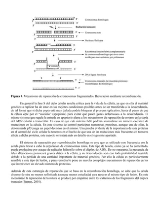 Figura 8. Mecanismo de reparación de cromosomas fragmentados. Reparación mediante recombinación.

        En general la fase S del ciclo celular resulta crítica para la vida de la célula, ya que en ella el material
genético a replicar ha de estar en las mejores condiciones posibles antes de ser transferida a la descendencia,
de tal forma que si dicha copia está muy dañada podría bloquear el proceso replicativo, hasta el punto de que
la célula opte por el “suicidio” (apoptosis) para evitar que pasen genes defectuosos a la descendencia. El
mismo sistema que regula la entrada en apoptosis alerta a los mecanismos de reparación de errores en la copia
del ADN celular a transcribir. En caso de que este sistema falle podrían acumularse un número excesivo de
mutaciones en la célula. En este sistema de control participan numerosas proteínas, aunque una de ellas, la
denominada p53 juega un papel decisivo en el mismo. Una prueba evidente de la importancia de esta proteína
en el control del ciclo celular la tenemos en el hecho de que una de las mutaciones más frecuentes en tumores
afecta a dicha proteína, este aspecto se tratará más en detalle en el siguiente apartado.

        El sistema de reparación por recombinación homóloga se cree que es utilizado con frecuencia por la
célula para llevar a cabo la reparación de cromosomas rotos. Este tipo de lesión, como ya se ha comentado,
puede producirse por ataque de radicales hidroxilo sobre el dúplex de ADN. De no repararse, la presencia de
tales alteraciones provocará graves daños a la célula, y su descendencia será con toda probabilidad inviable
debido a la pérdida de una cantidad importante de material genético. Por ello la célula es particularmente
sensible a este tipo de lesión, y para remediarlo pone en marcha complejos mecanismos de reparación en los
que intervienen un elevado número de proteínas.

Además de esta estrategia de reparación que se basa en la recombinación homóloga, se sabe que la célula
dispone de otra no menos sofisticada (aunque menos estudiada) para reparar el mismo tipo de lesión. En este
mecanismo la reparación de la rotura se produce por empalme entre los extremos de los fragmentos del dúplex
truncado (Barnes, 2001).
 