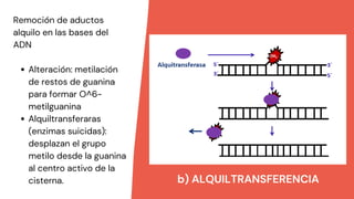b) ALQUILTRANSFERENCIA
Alteración: metilación
de restos de guanina
para formar O^6-
metilguanina
Alquiltransferaras
(enzimas suicidas):
desplazan el grupo
metilo desde la guanina
al centro activo de la
cisterna.
Remoción de aductos
alquilo en las bases del
ADN
 