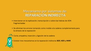 Mecanismo por sistemas de:
Mecanismo por sistemas de:
REPARACIÓN INDIRECTA
REPARACIÓN INDIRECTA
Intervienen en la replicación, transcripción o sobre las hebras de ADN
fragmentadas
Se eliminan los errores tomando como molde a la cadena complementaria para
la síntesis de la reparación
Corte, empalme, inserción y ligación de la cadena
Existen tres mecanismos en la reparación indirecta: BER, NER y MMR
 