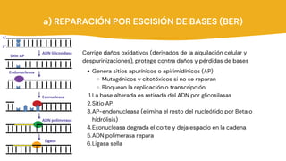 a) REPARACIÓN POR ESCISIÓN DE BASES (BER)
Genera sitios apurínicos o apirimidínicos (AP)
Mutagénicos y citotóxicos si no se reparan
Bloquean la replicación o transcripción
La base alterada es retirada del ADN por glicosilasas
Sitio AP
AP-endonucleasa (elimina el resto del nucleótido por Beta o
hidrólisis)
Exonucleasa degrada el corte y deja espacio en la cadena
ADN polimerasa repara
Ligasa sella
Corrige daños oxidativos (derivados de la alquilación celular y
despurinizaciones), protege contra daños y pérdidas de bases
1.
2.
3.
4.
5.
6.
 