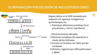 B) REPARACIÓN POR ESCISIÓN DE NUCLEÓTIDOS (NER)
Participan diferentes proteínas (4 en
procariotas y +30 en mamíferos)
Reconocimiento del daño
Reclutan complejos de reparación a
través de las helicasas
incisión en la hebra con daño por las
nucleasas
Síntesis y ligación por ADN polimerasa I
y ligasa
Repara daños en el ADN causados por
radiación UV, agentes mutagénicos,
quimioterapia, etc.
1.
2.
3.
4.
 