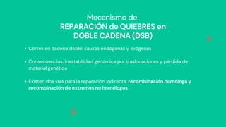 Mecanismo de
REPARACIÓN de QUIEBRES en
DOBLE CADENA (DSB)
Cortes en cadena doble: causas endógenas y exógenas
Consecuencias: inestabilidad genómica por traslocaciones y pérdida de
material genético
Existen dos vías para la reparación indirecta: recombinación homóloga y
recombinación de extremos no homólogos
 