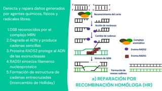 a) REPARACIÓN POR
RECOMBINACIÓN HOMÓLOGA (HR)
DSB reconocidos por el
complejo MRN
Degrada el ADN y produce
cadenas sencillas
Proteína RAD52 protege al ADN
de las exonucleasas
RAD51 sintetiza filamento
nucleoproteíco
Formación de estructura de
cadenas entrecruzadas
(intercambio de Holliday)
Detecta y repara daños generados
por agentes químicos, físicos y
radicales libres.
1.
2.
3.
4.
5.
 