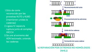 b) REPARACIÓN POR EXTREMOS NO HOMÓLOGOS
(NHEJ)
Sitio de corte
reconocido por las
proteínas KU70 y KU80
(mantienen unidas la
cadenas)
Ligasa IV repara la
ruptura junto al complejo
XRCC4
Se une al extremo del
ADN lesionado, uniendo
las cadenas
1.
2.
3.
 