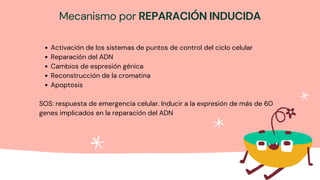 Mecanismo por REPARACIÓN INDUCIDA


Activación de los sistemas de puntos de control del ciclo celular
Reparación del ADN
Cambios de espresión génica
Reconstrucción de la cromatina
Apoptosis
SOS: respuesta de emergencia celular. Inducir a la expresión de más de 60
genes implicados en la reparación del ADN
 