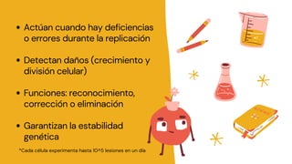 Actúan cuando hay deficiencias
o errores durante la replicación
Detectan daños (crecimiento y
división celular)
Funciones: reconocimiento,
corrección o eliminación
Garantizan la estabilidad
genética
*Cada célula experimenta hasta 10^5 lesiones en un día
 