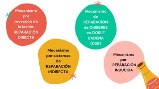 Mecanismo
por
reversión de
la lesión:
REPARACIÓN
DIRECTA
Mecanismo
por sistemas
de
REPARACIÓN
INDIRECTA
Mecanismo
de
REPARACIÓN
de QUIEBRES
en DOBLE
CADENA
(DSB)
Mecanismo
por
REPARACIÓN
INDUCIDA
 