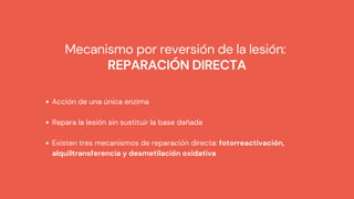Mecanismo por reversión de la lesión:
REPARACIÓN DIRECTA


Acción de una única enzima
Repara la lesión sin sustituir la base dañada
Existen tres mecanismos de reparación directa: fotorreactivación,
alquiltransferencia y desmetilación oxidativa
 