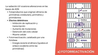 a) FOTORREACTIVACIÓN
Fotoproductos que originan dímeros de
pirimidinas ciclobutano, pirimidina y
pirimidonina
Efectos deletéreos
Inhibición de replicación y
transcripción
Aumento de mutaciones
Detención del ciclo celular
Muerte celular
Fotorreactivación, catalizado por una
fotoliasa
Energía revierte el dímero (quiebra el
enlace covalente entre las
pirimidinas).
La radiación UV ocasiona alteraciones en las
bases de ADN
 