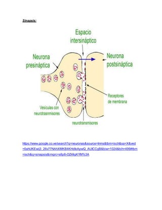 Sinapsis:
https://www.google.co.ve/search?q=neuronas&source=lnms&tbm=isch&sa=X&ved
=0ahUKEwij3_26v77NAhXMKB4KHdIoApwQ_AUICCgB&biw=1024&bih=499#tbm
=isch&q=sinapsis&imgrc=s8p8-OZ4IigKYM%3A
 