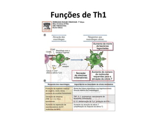 Funções de Th1

 