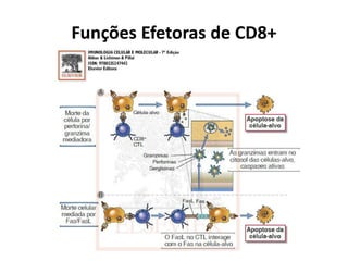 Funções Efetoras de CD8+

 