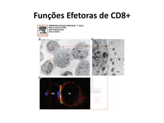 Funções Efetoras de CD8+

 