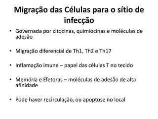Migração das Células para o sítio de
infecção
• Governada por citocinas, quimiocinas e moléculas de
adesão
• Migração diferencial de Th1, Th2 e Th17
• Inflamação imune – papel das células T no tecido
• Memória e Efetoras – moléculas de adesão de alta
afinidade

• Pode haver recirculação, ou apoptose no local

 