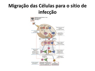 Migração das Células para o sítio de
infecção

 